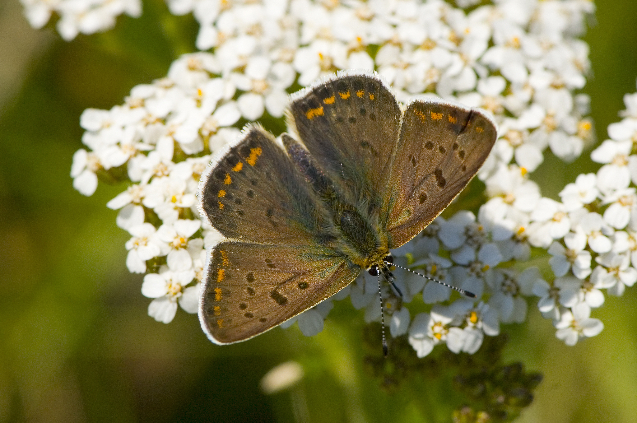 A sooty copper, Denmark. /VCG