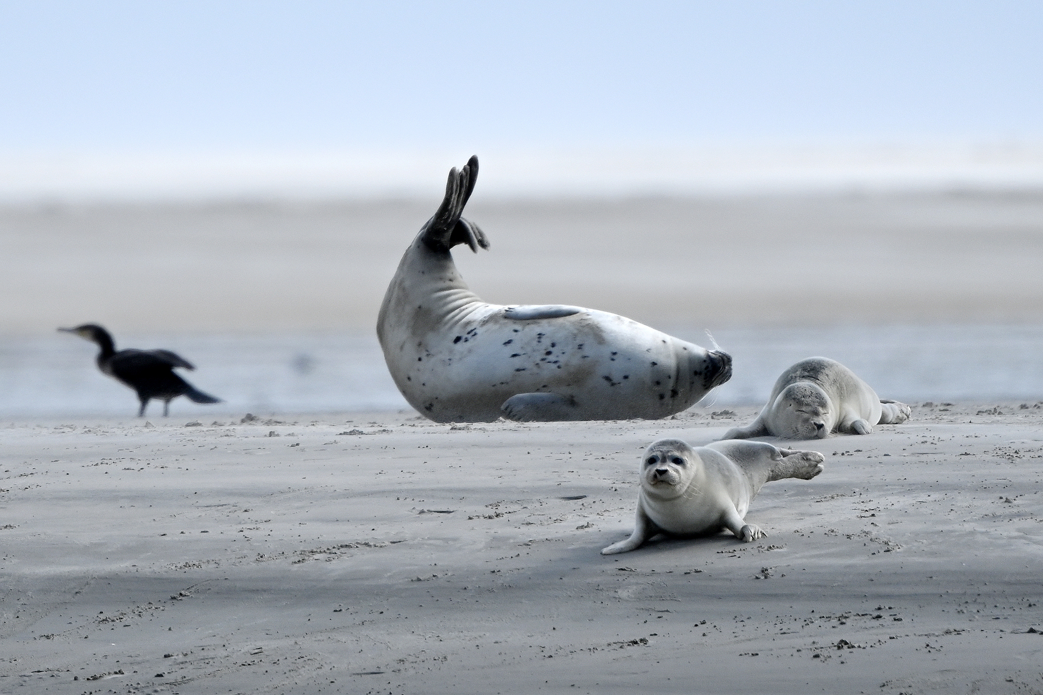 Seals lie on the beach of North Sea in the village of Sonderho, Denmark, September 6, 2022. /VCG