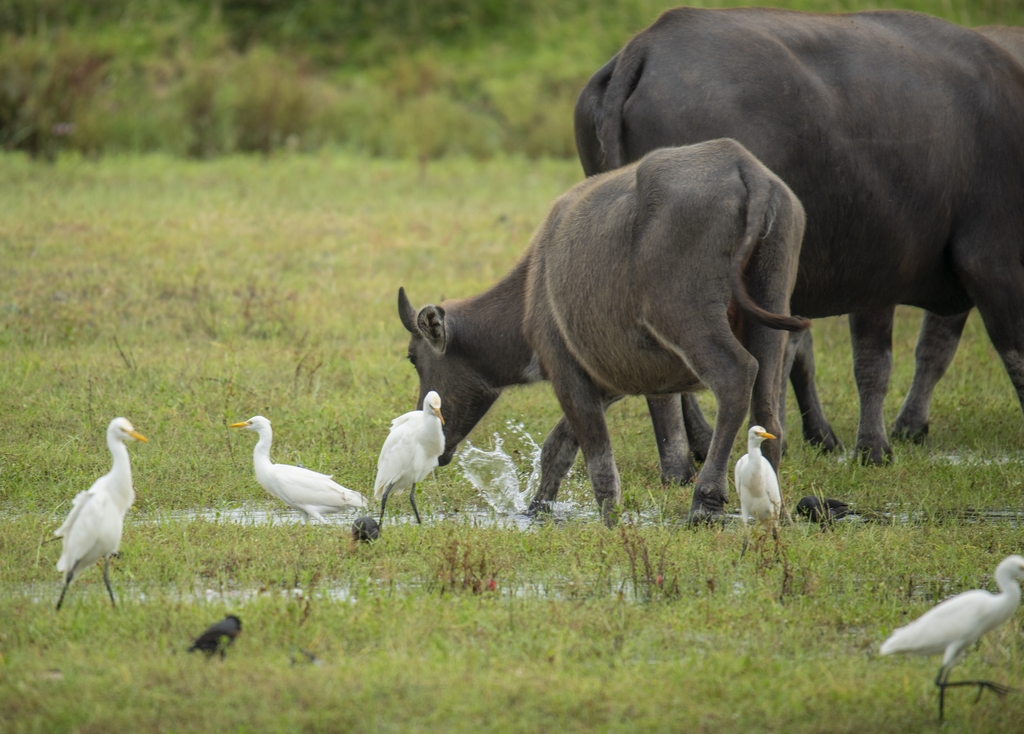 Water buffalo and egrets are spotted foraging together in a wetland at Wanning City, Hainan Province on October 6, 2025. /IC