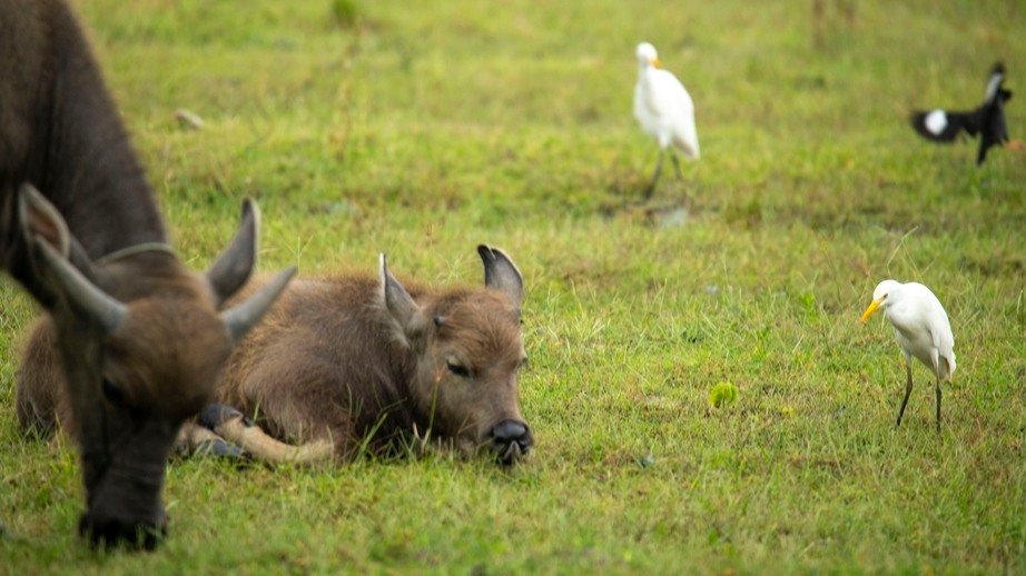 Water buffalo and egrets create ecological harmony in Hainan wetland