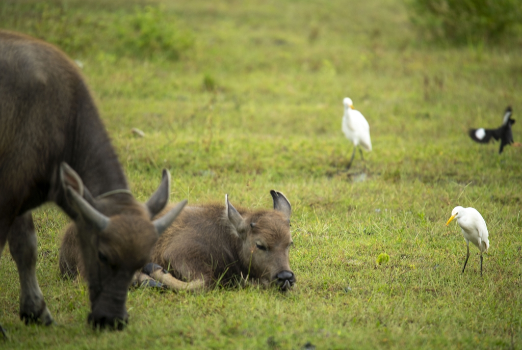 Water buffalo and egrets are spotted foraging together in a wetland at Wanning City, Hainan Province on October 6, 2025. /IC