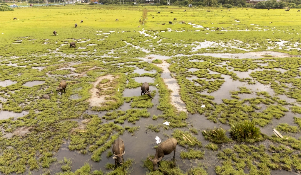 Water buffalo and egrets are spotted foraging together in a wetland at Wanning City, Hainan Province on October 6, 2025. /IC