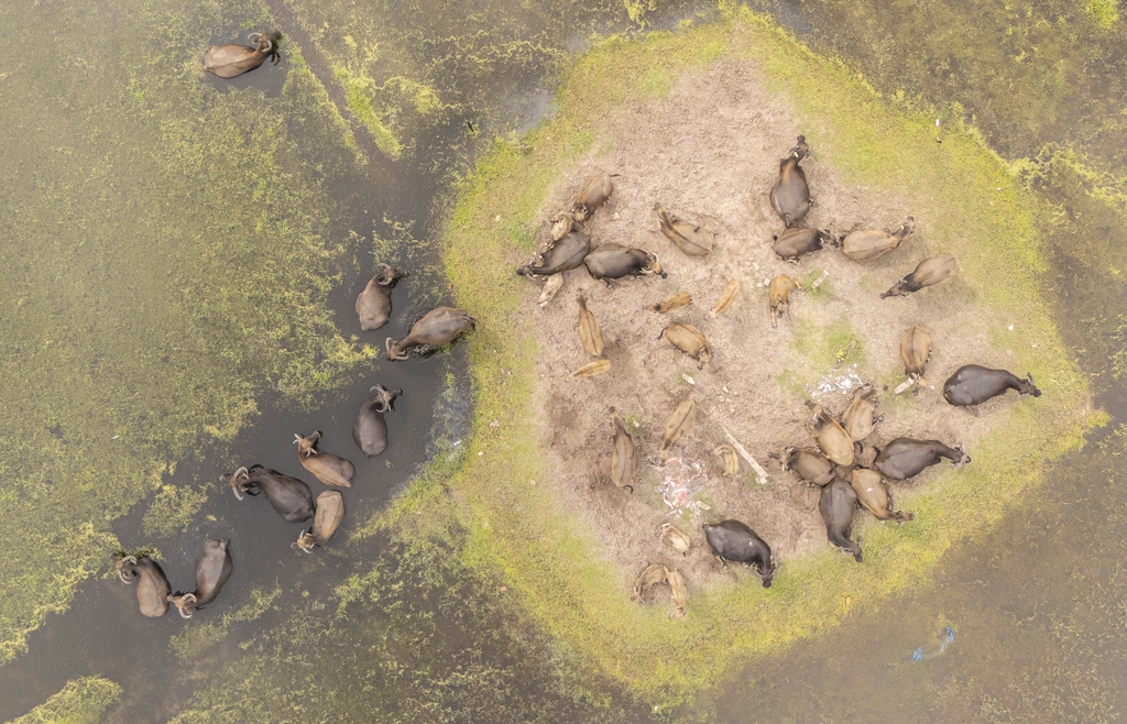 Water buffalo and egrets are spotted foraging together in a wetland at Wanning City, Hainan Province on October 6, 2025. /IC