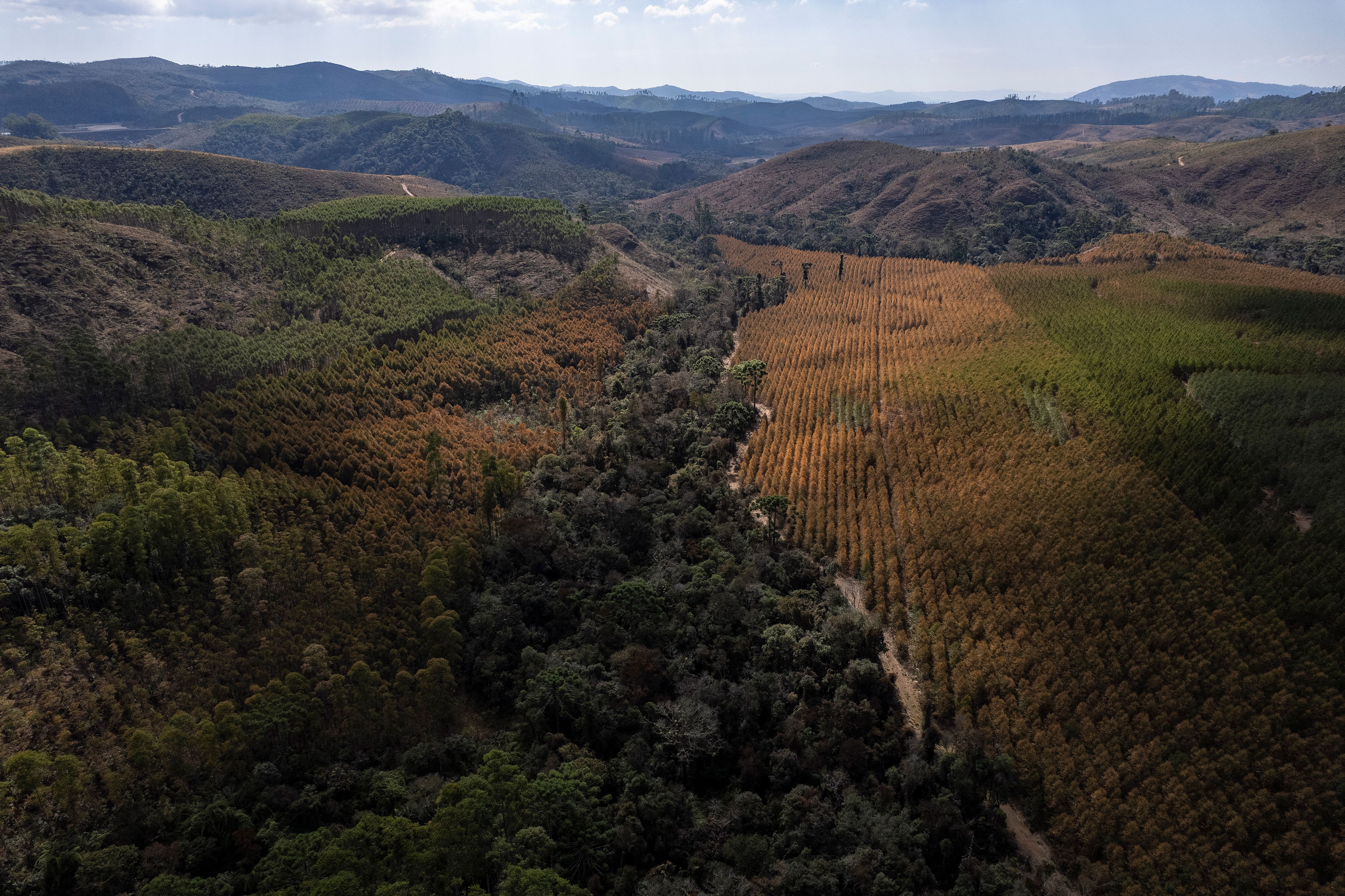 Trees and vegetation near the Meteoric Resources rare earth exploration project in Caldas Novas, Minas Gerais state, Brazil, July 8, 2025. /VCG