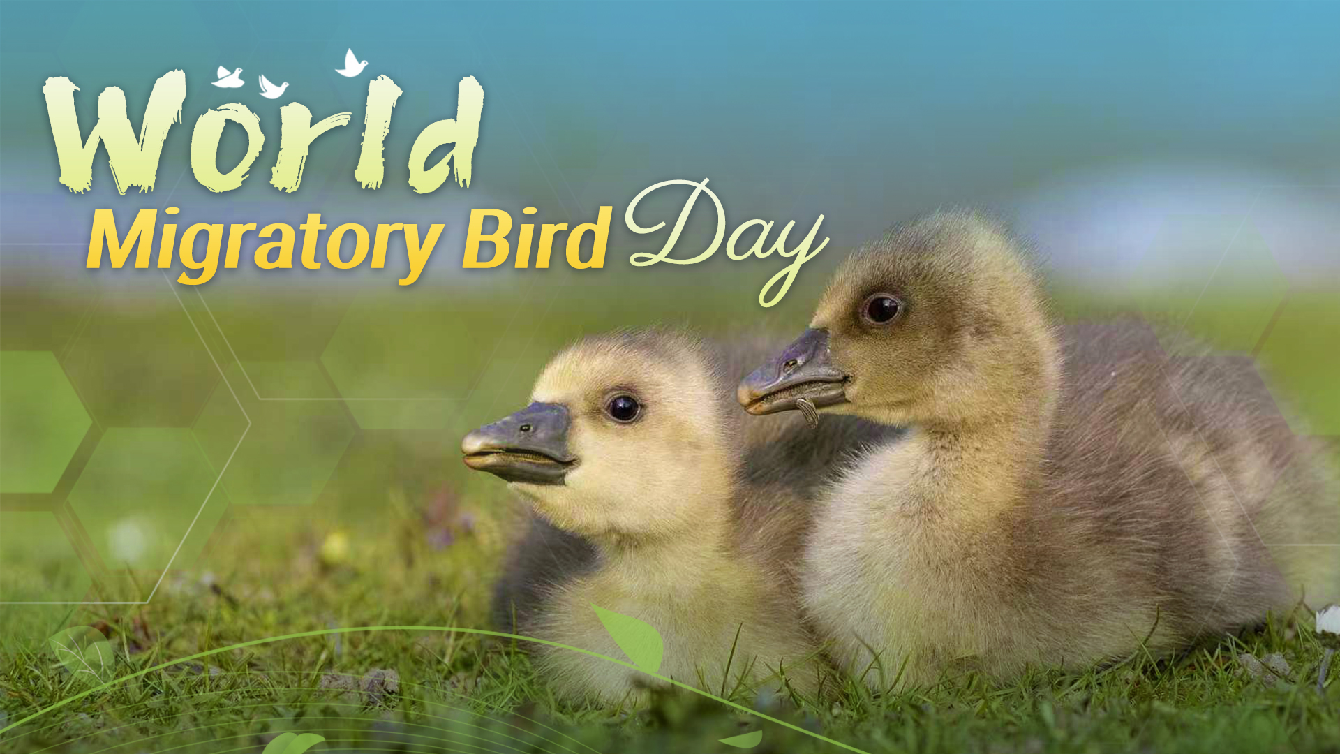 World Migratory Bird Day: Aerial visitors over lands and waters