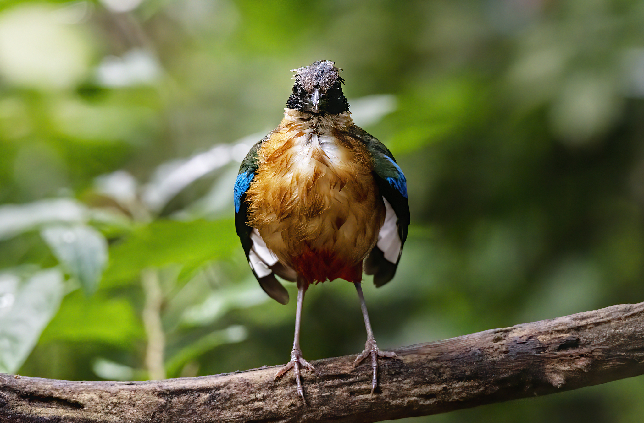 A blue-winged pitta stands on the perch, Thailand. /VCG