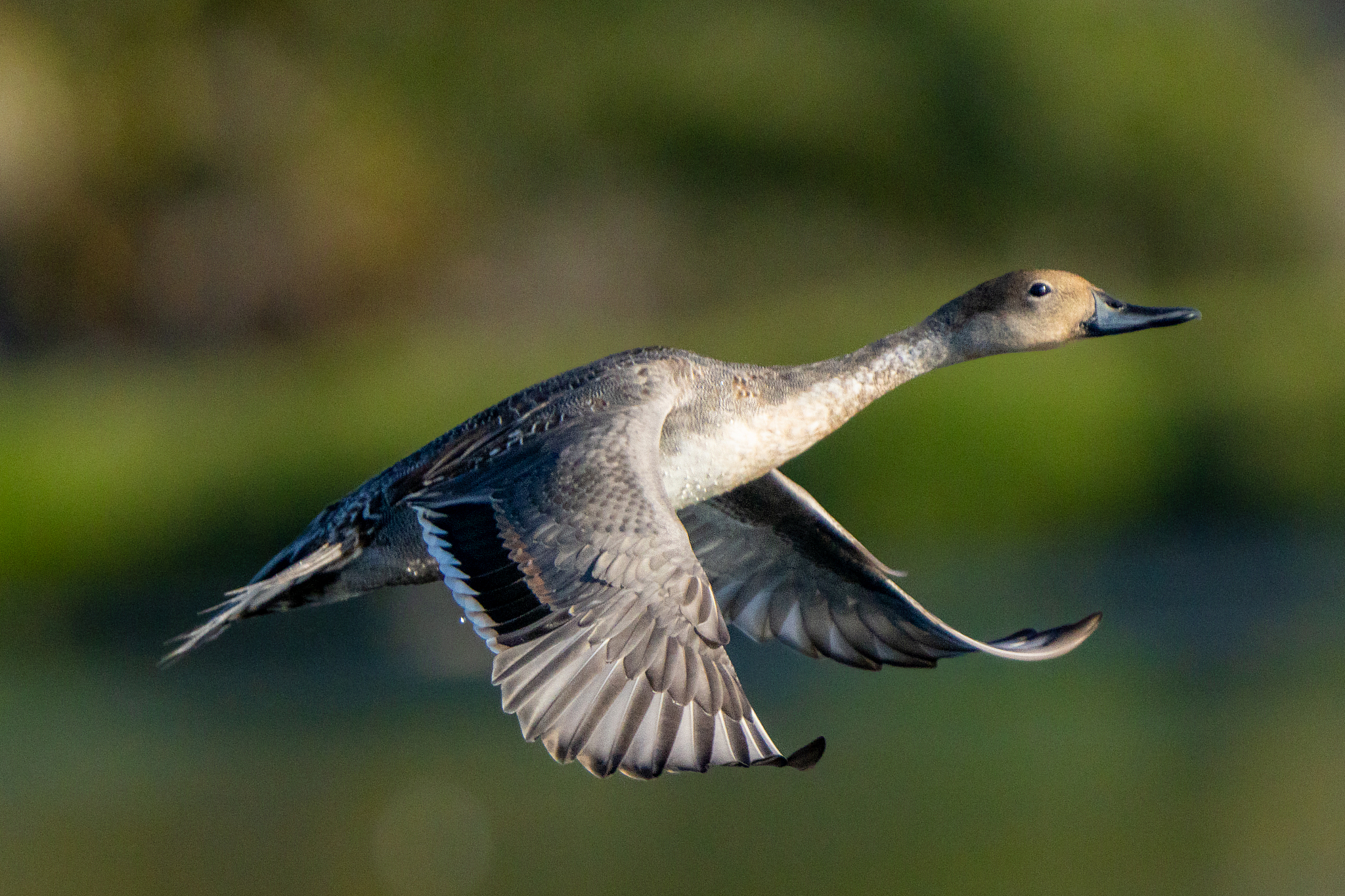 A northern pintail. /VCG