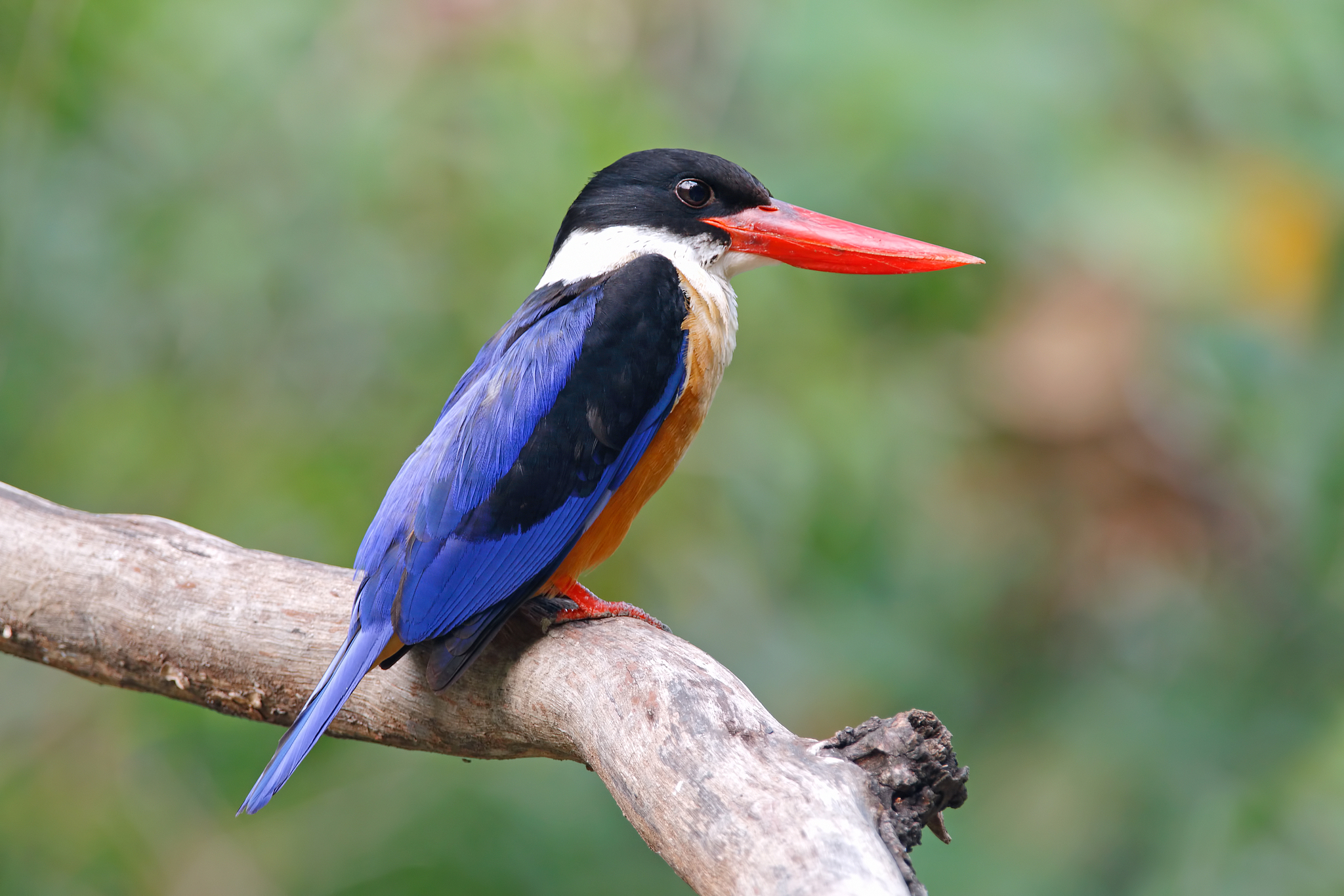 A black-capped kingfisher. /VCG