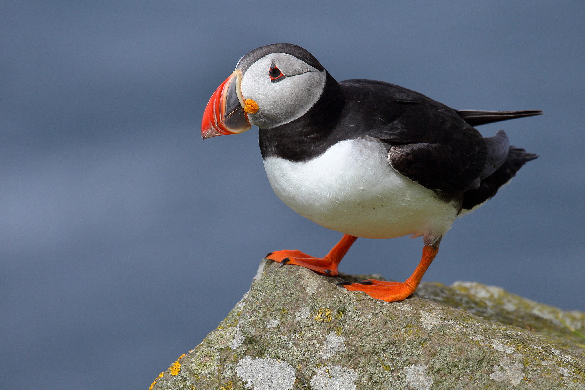 An Atlantic puffin. /VCG