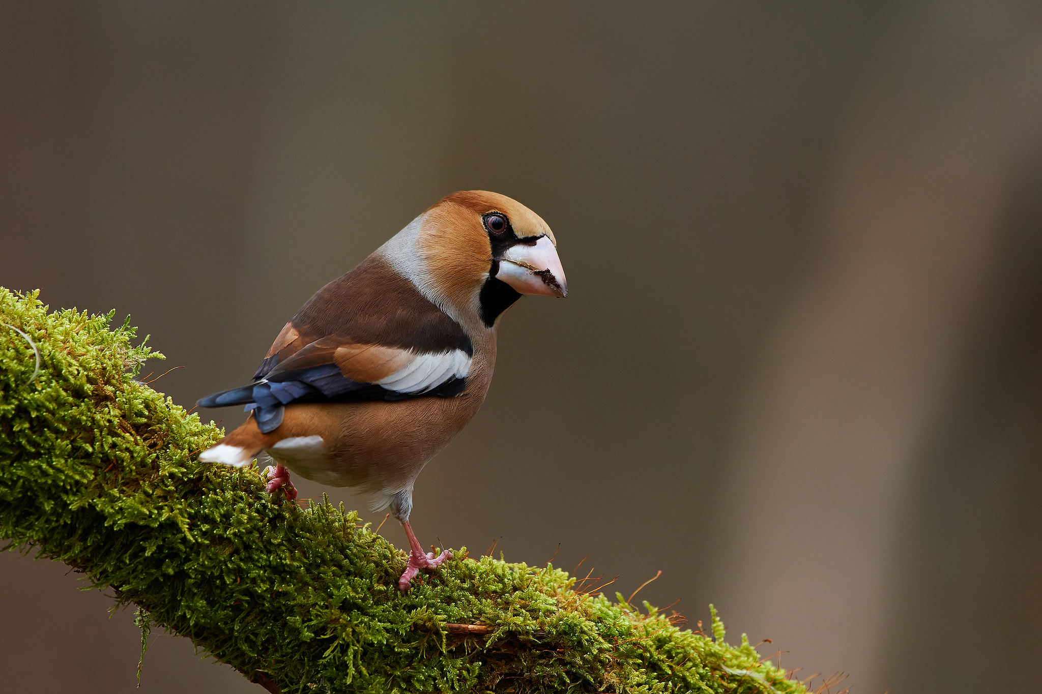 A hawfinch. /VCG