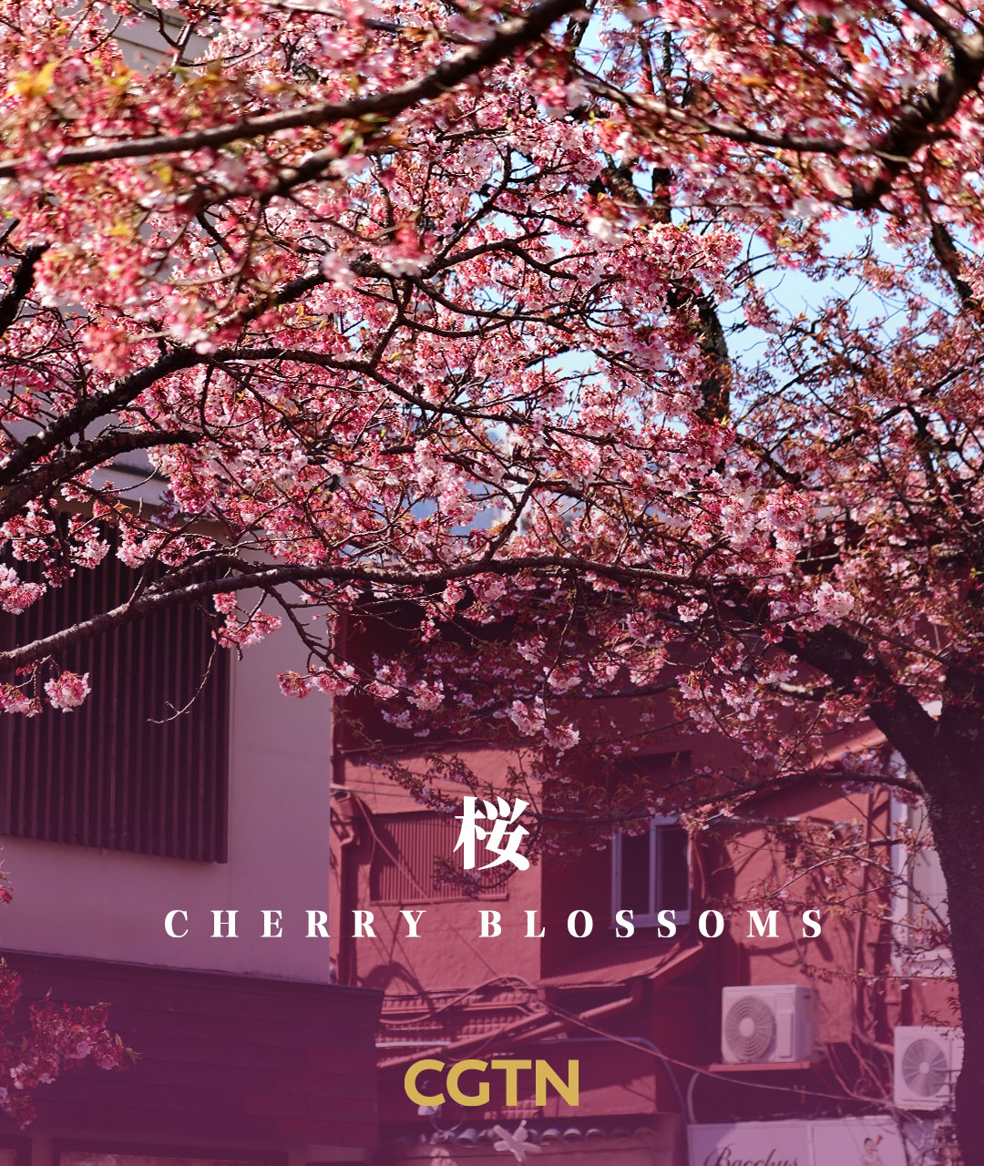 A poster features iconic elements of Japanese culture. /CGTN