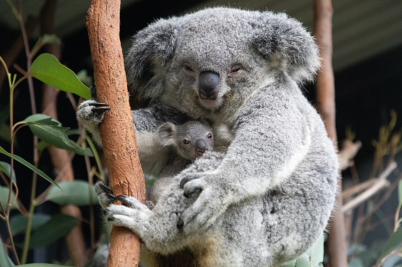 A newborn koala with its mother at the Australian Reptile Park, Australia, June 21, 2024. /VCG