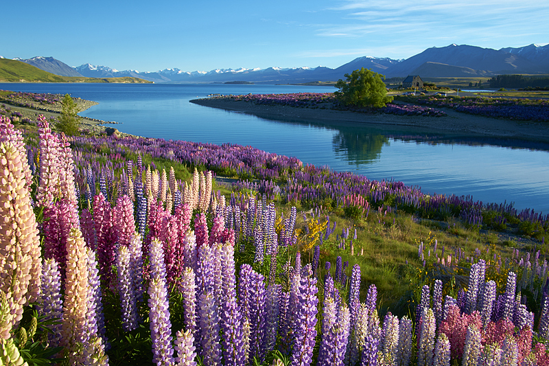 Lupine flowers bloom at Lake Tekapo, New Zealand. /VCG