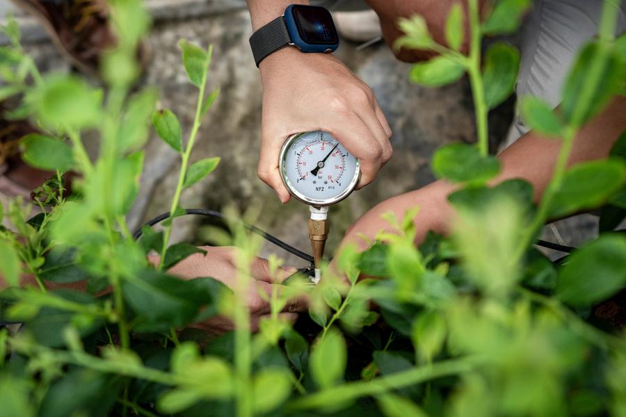 Act to Action: A Peruvian agricultural engineer's blueberry story