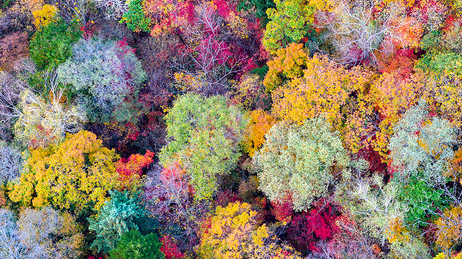 Autumn paints the forests of northeast China like a spilled palette