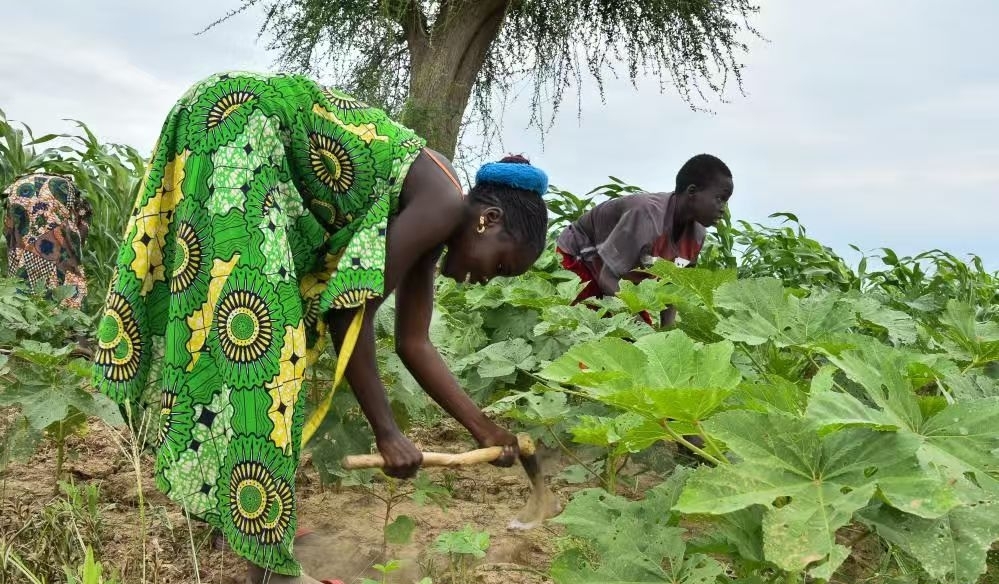 Farmers work at an okra field in Kerawa, Far North region, Cameroon, August 7, 2023. /Xinhua