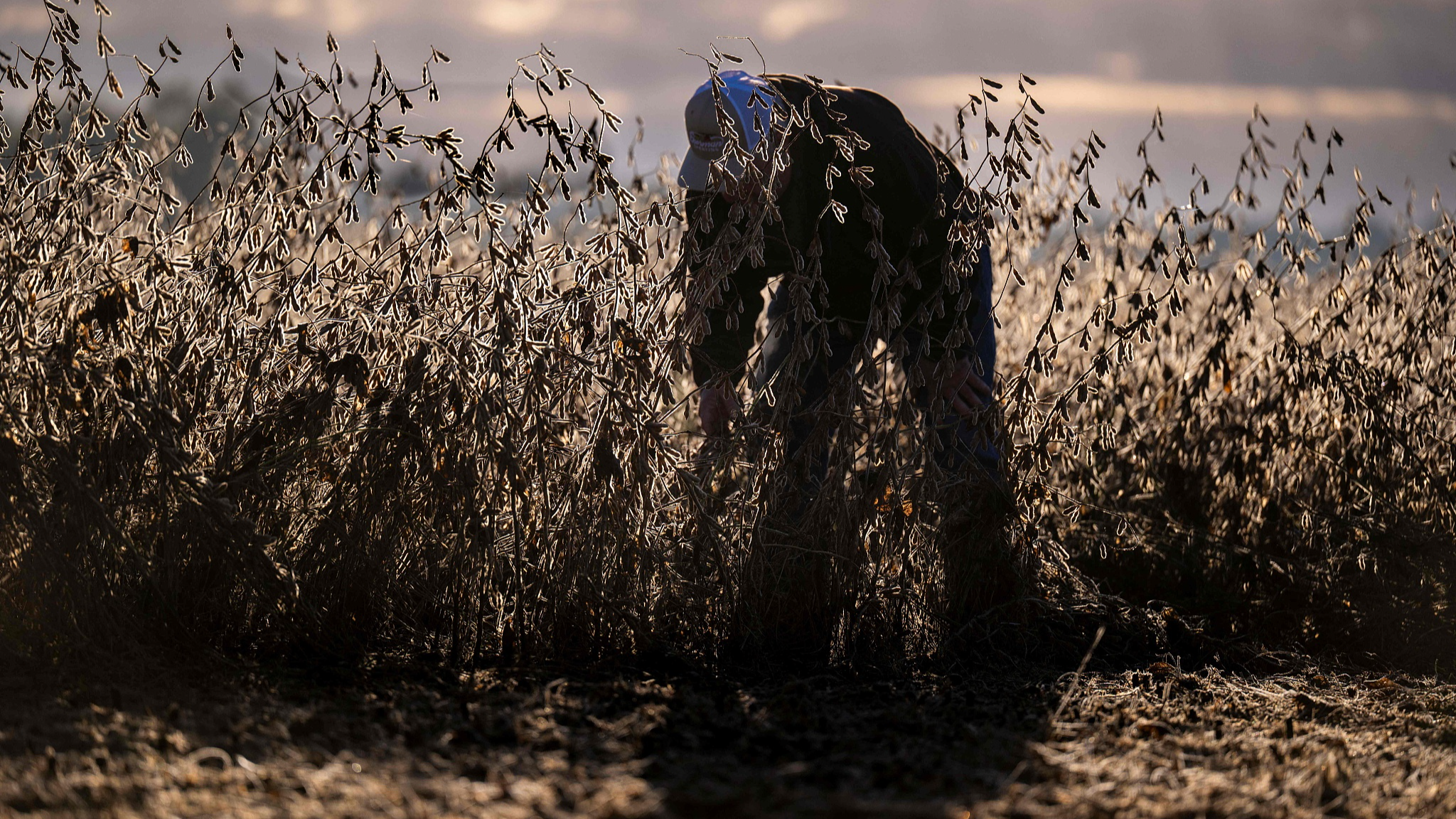 A soybean farmer inspecting and pruning their crops in Maryland, US, October 10, 2025. /CFP