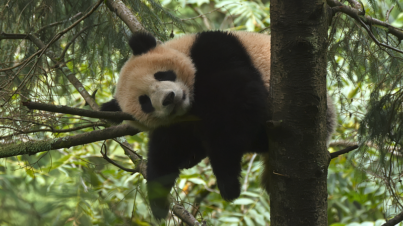 A giant panda is seen lying on a tree deep in the Qinling Mountains in the northern area of the Giant Panda National Park, Hanzhong, Shaanxi Province, China, 2021. /VCG 