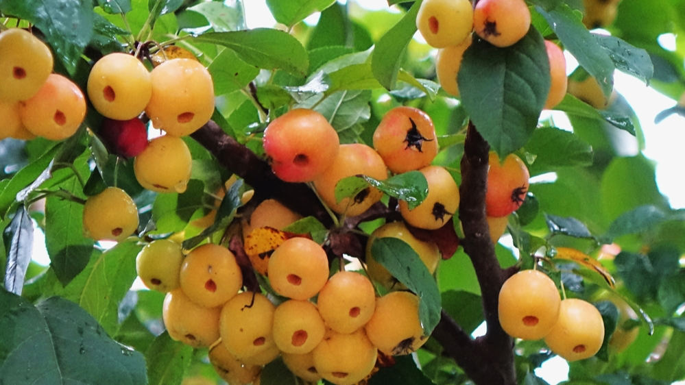 Crab apples brighten autumn in Qingdao's wetland park