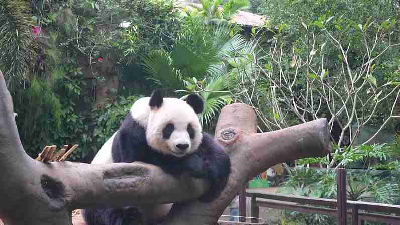 Live: Discover the daily life of pandas in Hainan, south China