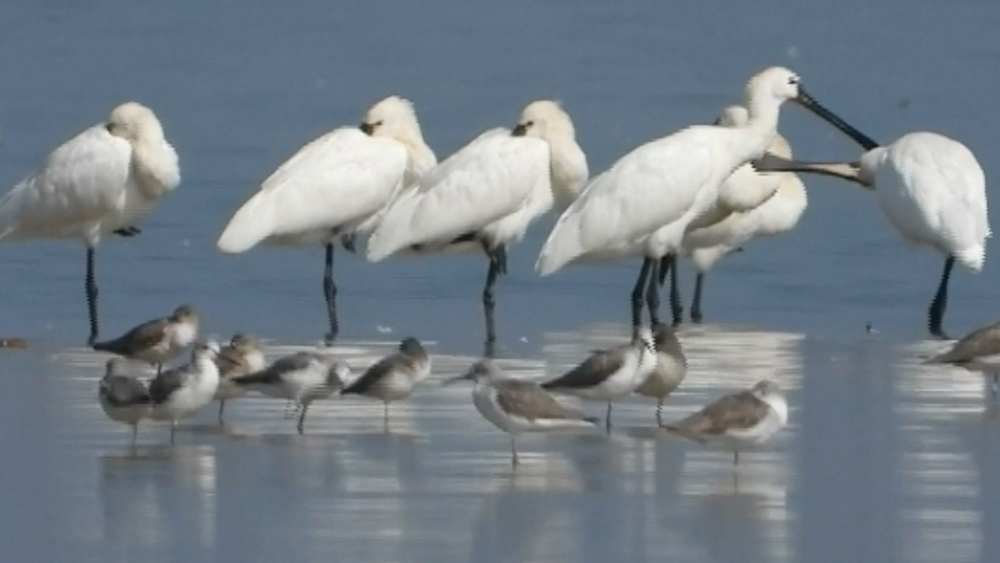 Migratory birds flock to Poyang Lake for the winter