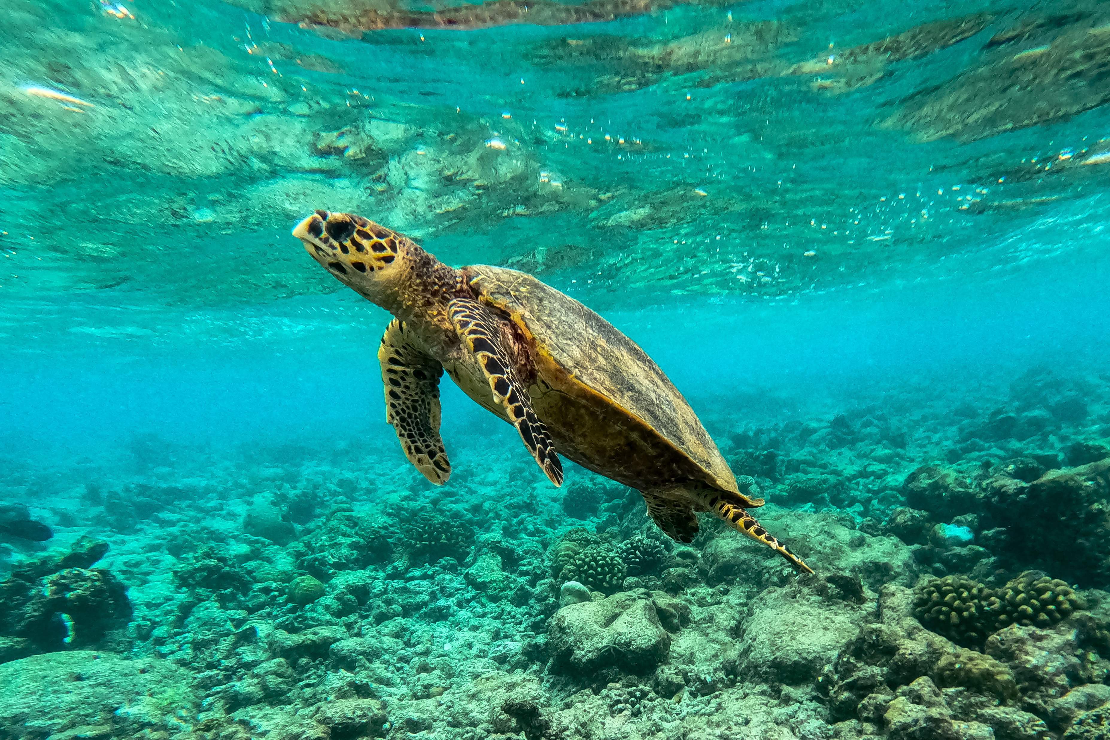 A sea turtle swims among dead corals in a reef in Baa Atoll, Maldives,  September 24, 2023. /VCG
