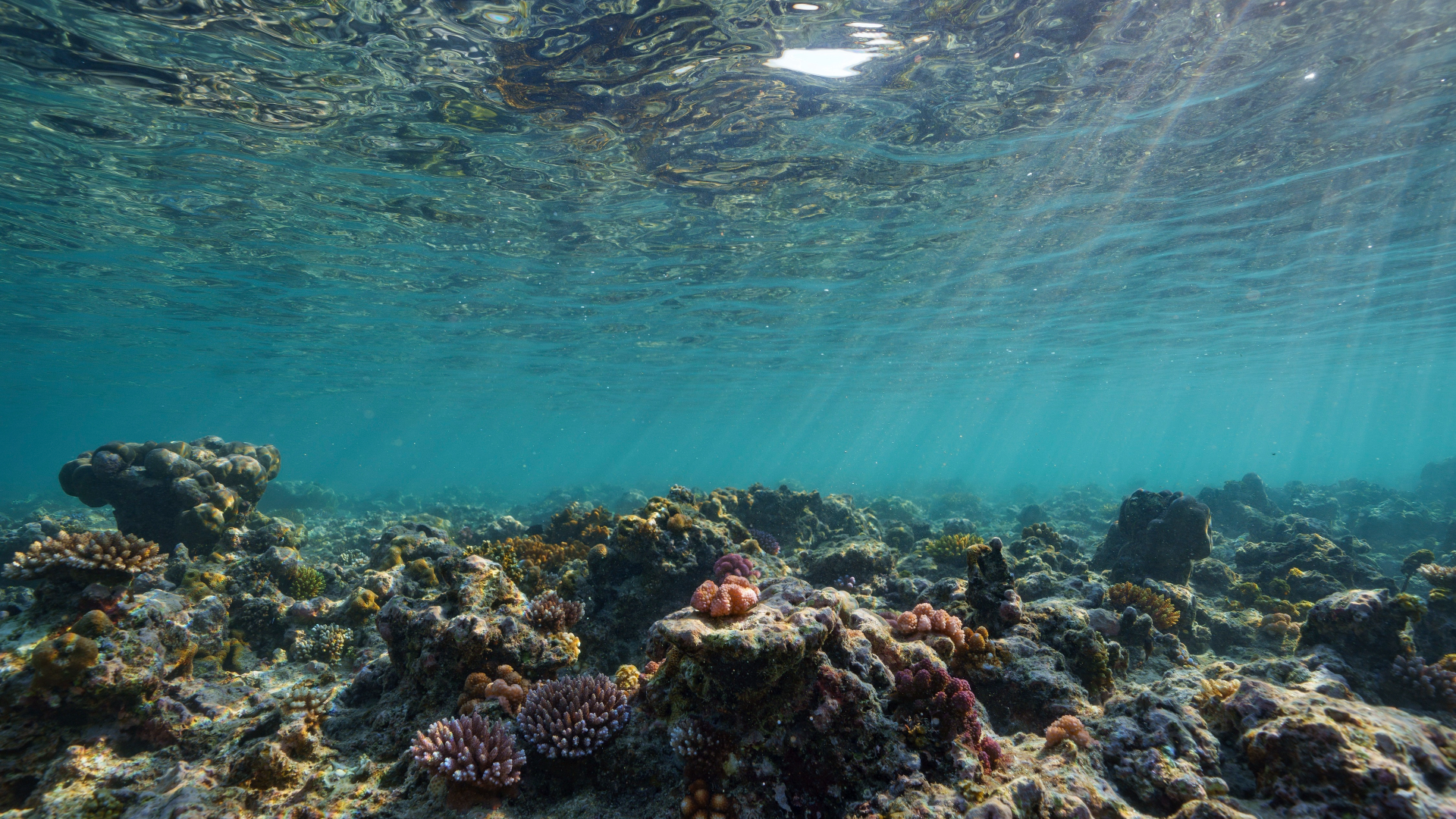 Report: Earth has reached its first catastrophic climate tipping point ...