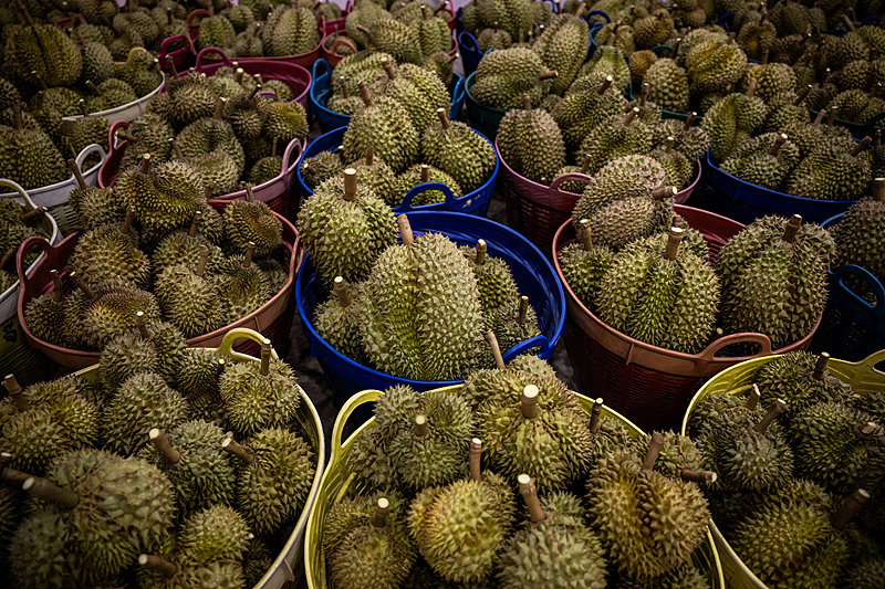 Laborers inspect durian fruit before packing it onto export trucks in Chanthaburi province, Thailand, May 9, 2025. /VCG