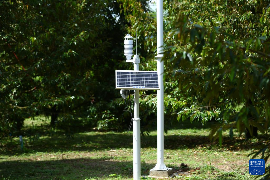 Meteorological equipment installed by a Chinese company in a durian orchard located in Chanthaburi Province, Thailand, May 24, 2025. /Xinhua