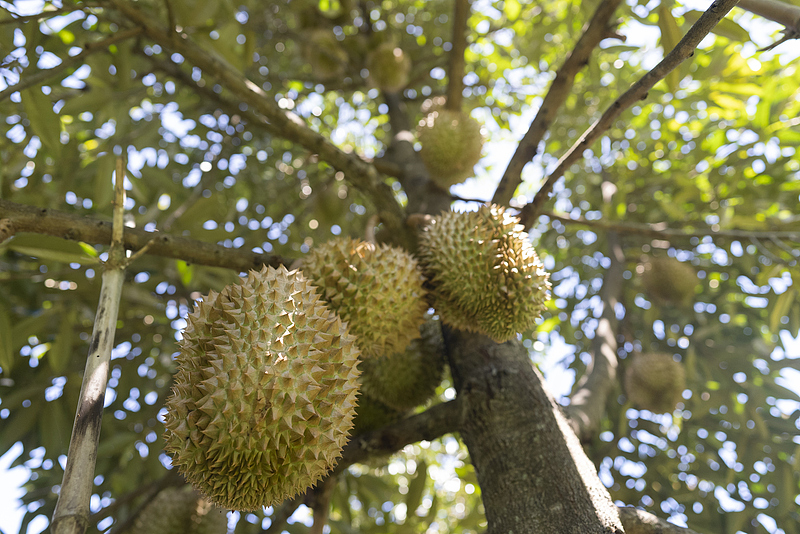 A bunch of durians hanging from the tree, Thailand. /VCG