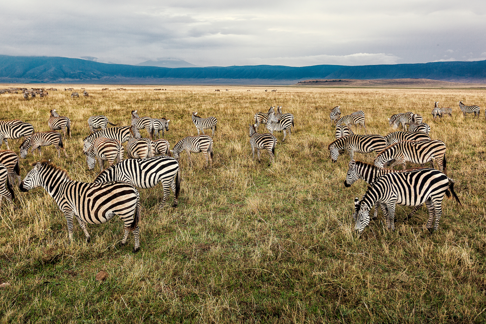 Zebras at the Ngorongoro Conservation Area in Tanzania. /VCG