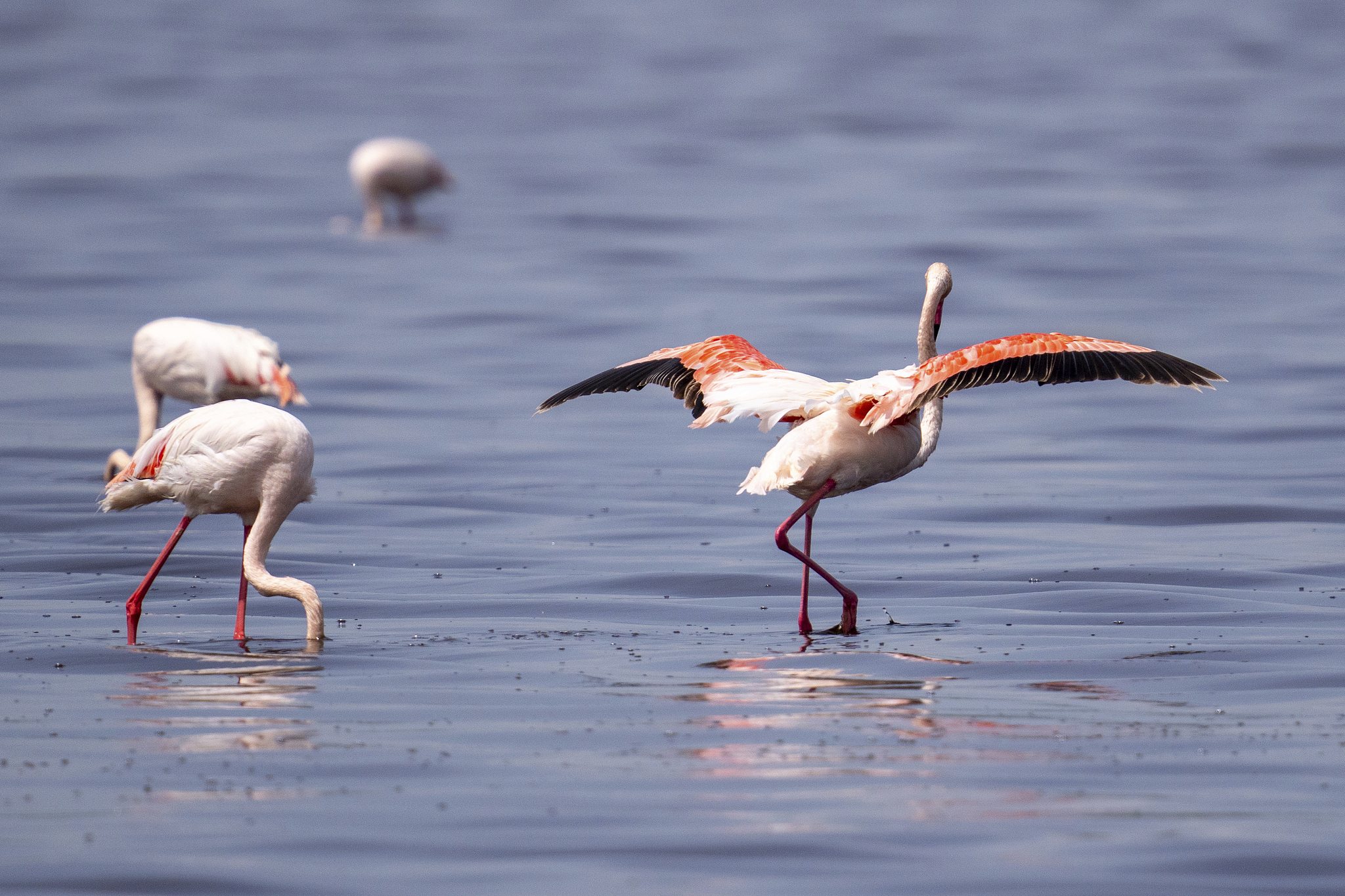 Flock of lesser flamingoes in the water. Serengeti, Tanzania. /VCG