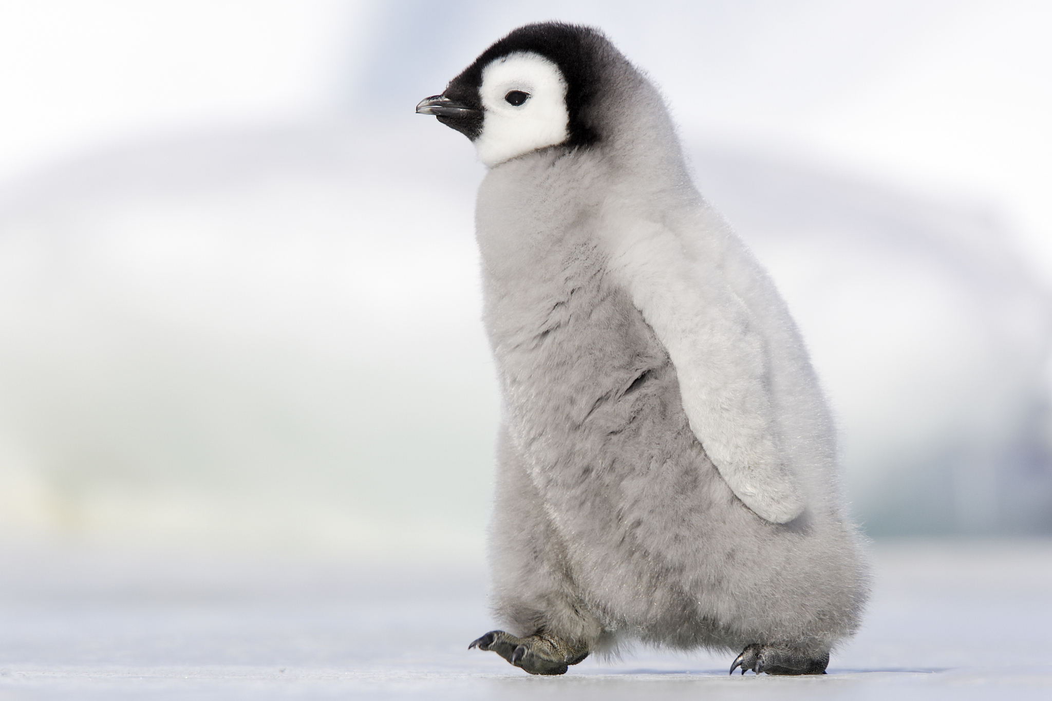 An emperor penguin chick. /VCG