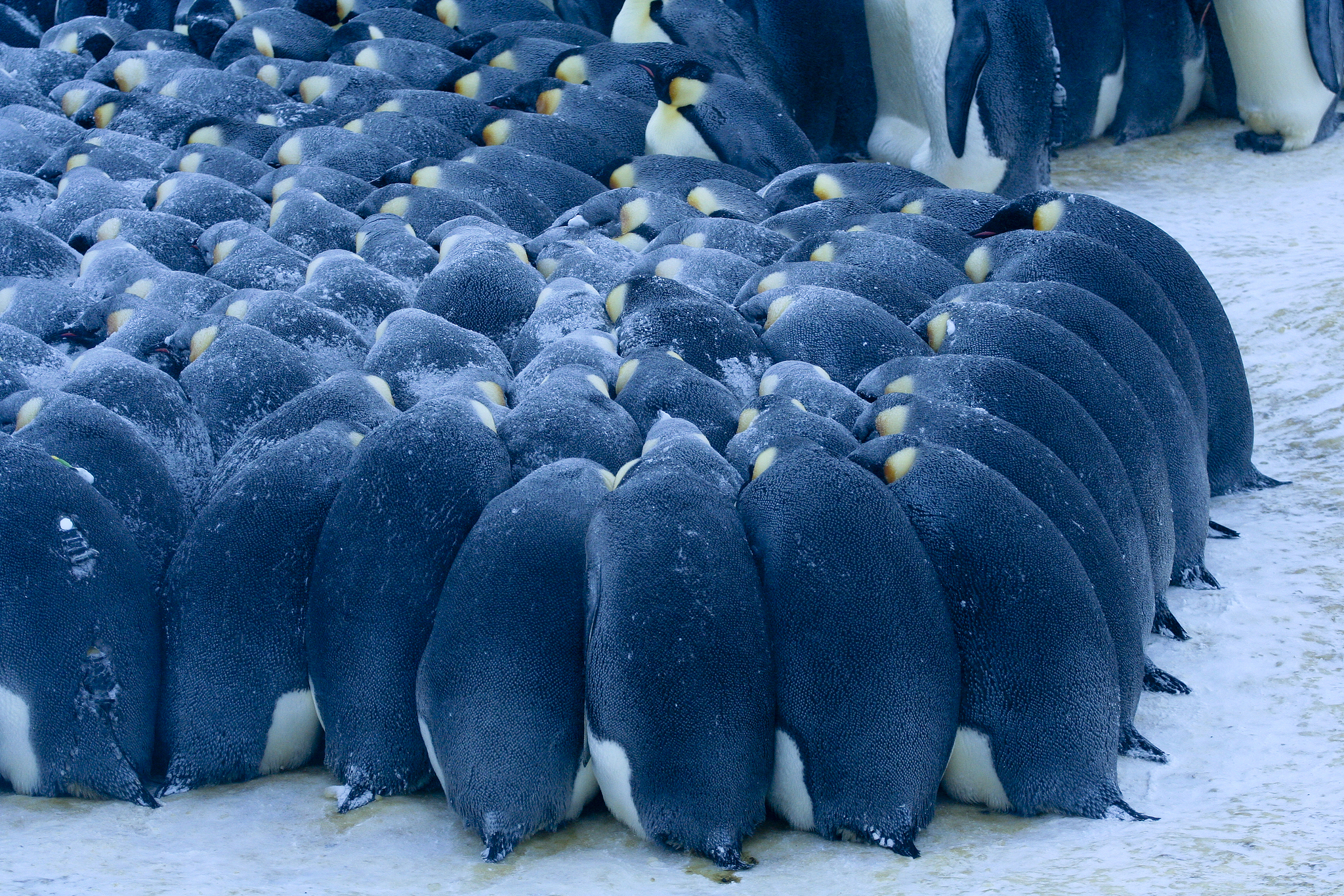 Emperor penguins huddle to keep warm. /VCG