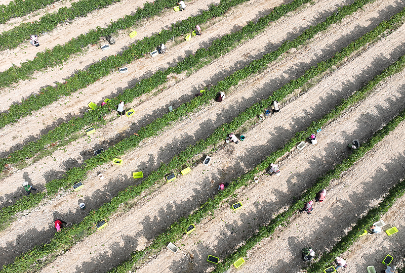 Workers harvest grapes at a wine grape planting base in the eastern foot of Helan Mountain, October 7, 2025. /VCG