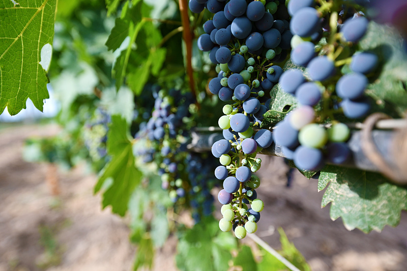 Ripe grapes in the grape-growing field at the eastern foot of the Helan Mountains, Ningxia Hui Autonomous Region, August 14, 2025. /VCG