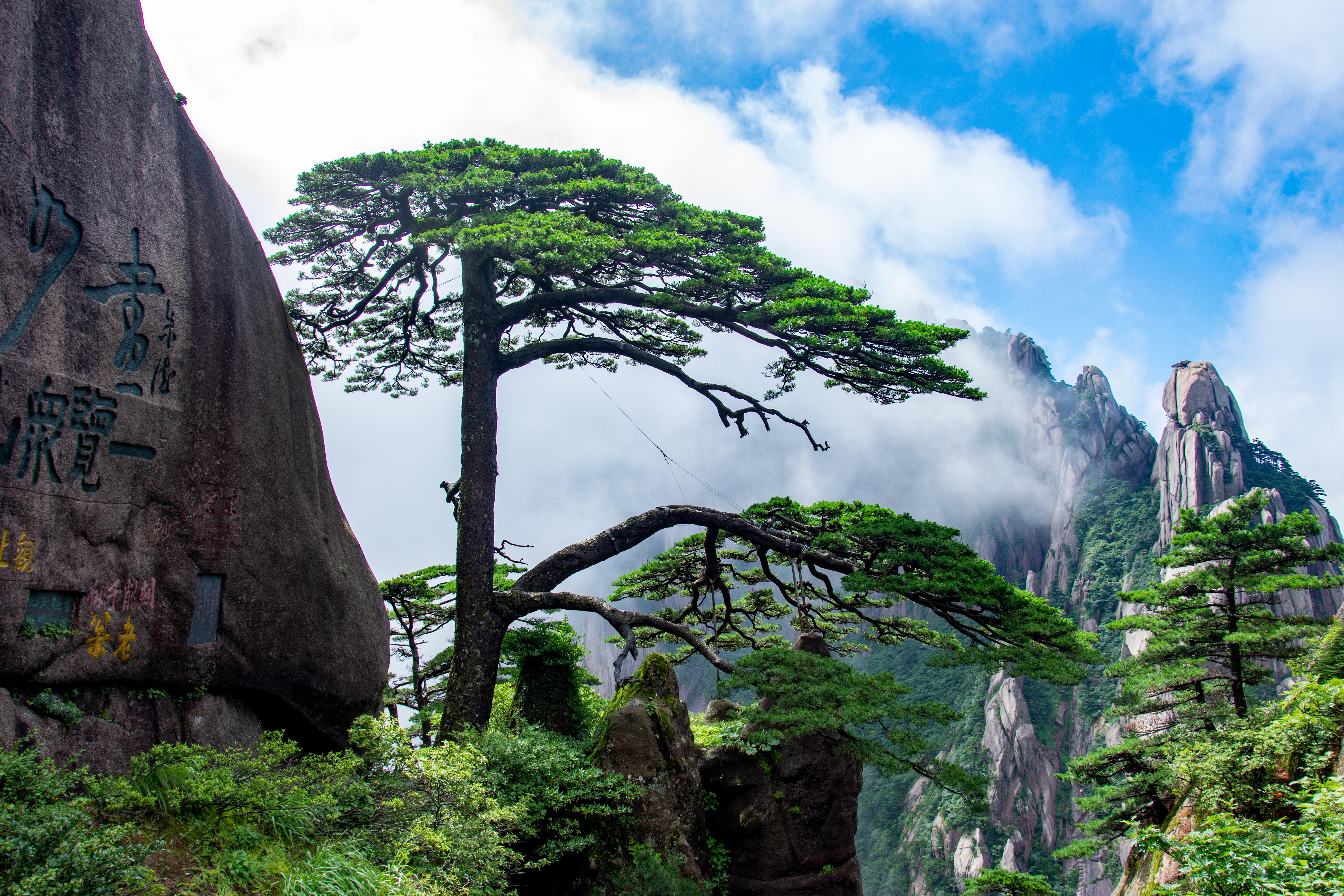 The Guest-Greeting Pine on Huangshan Mountain in east China's Anhui Province. /Sun Jun