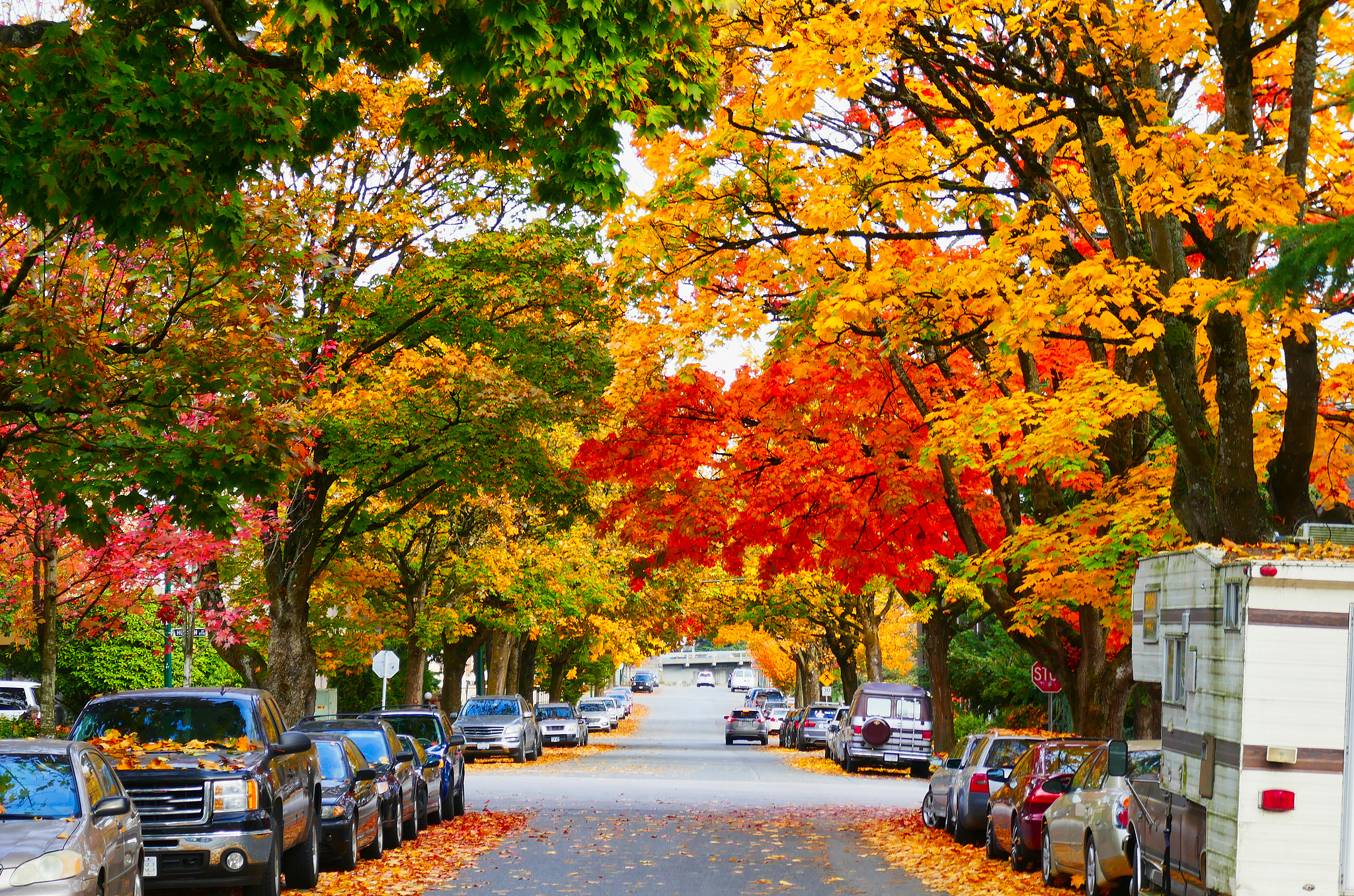 APEC Stories: Maple leaf – A symbol of Canada and its natural beauty