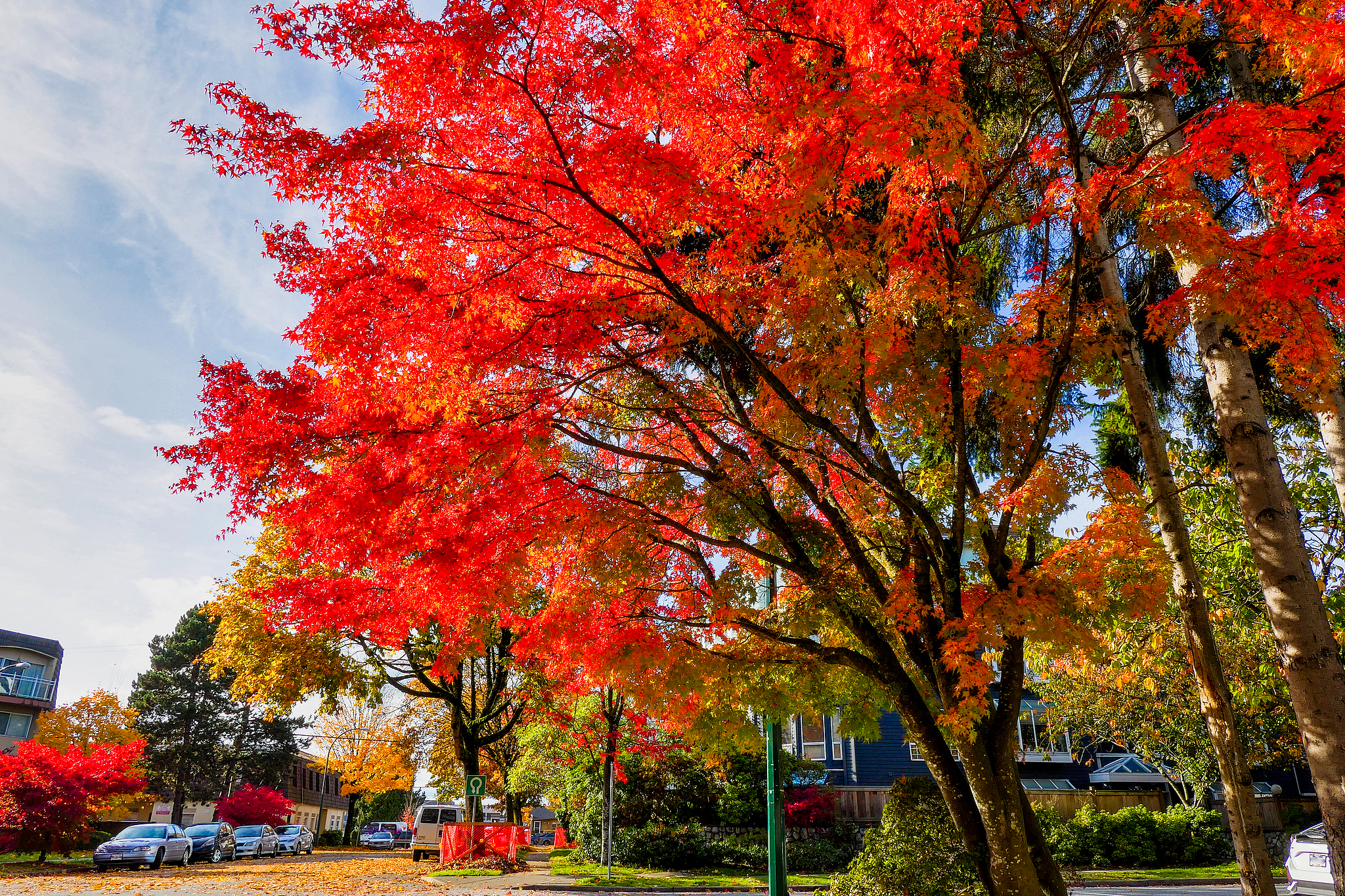APEC Stories: Maple leaf – A symbol of Canada and its natural beauty