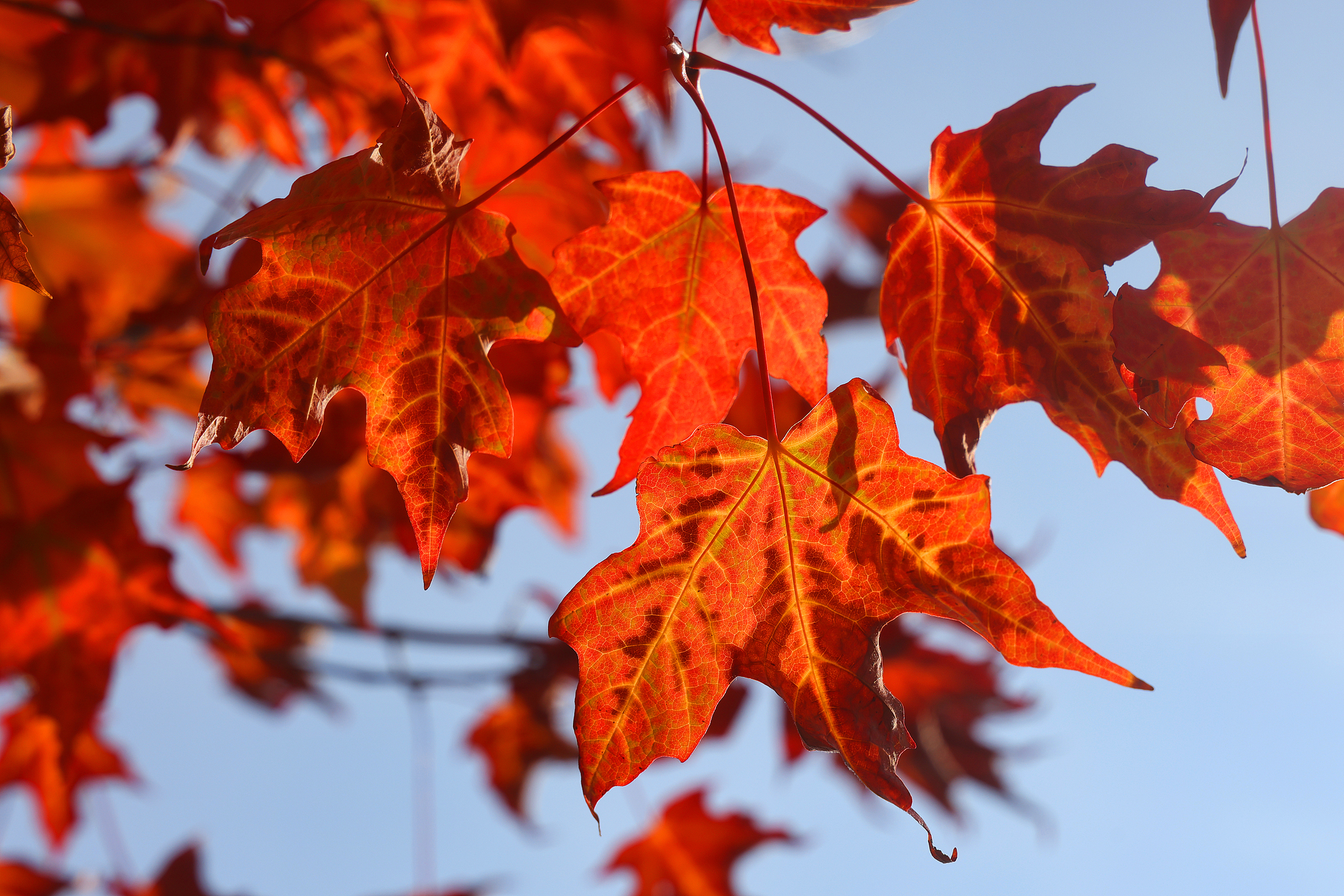 APEC Stories: Maple leaf – A symbol of Canada and its natural beauty