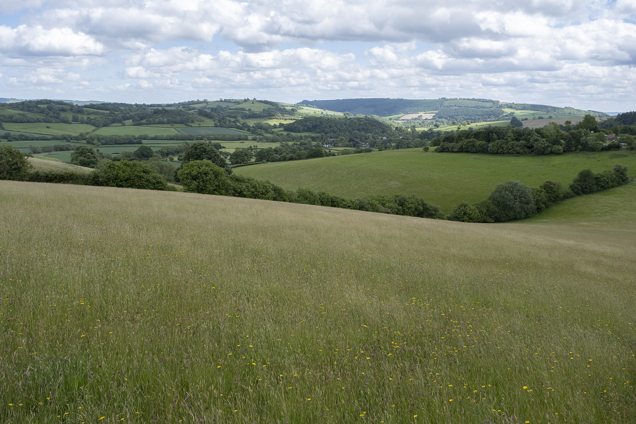 Rural landscape meadow view in Herefordshire, United Kingdom, May 19, 2025. /VCG