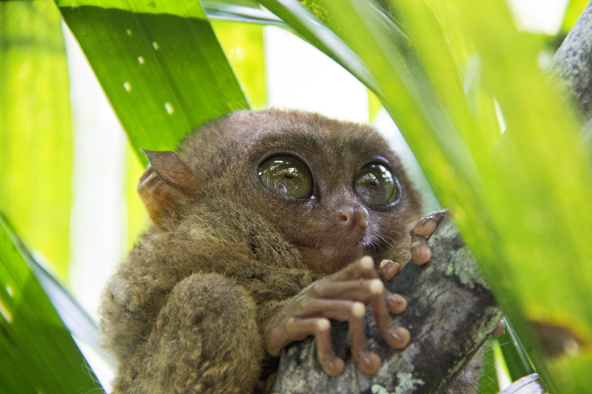 APEC Stories: Meet the Philippine tarsier, tiny resident of the rainforest