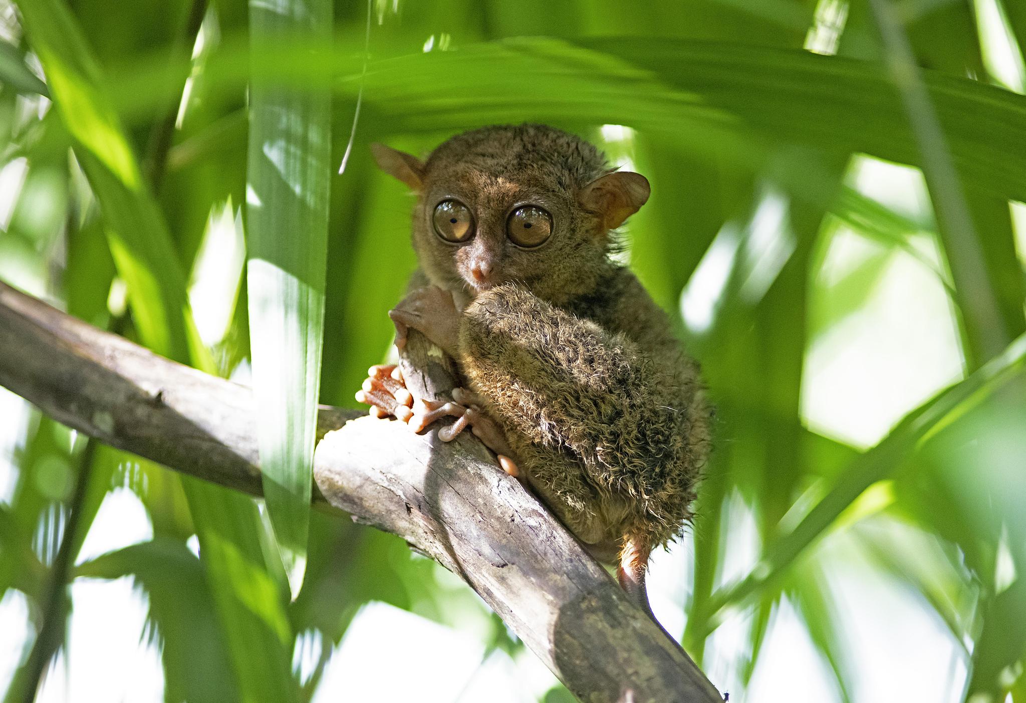 APEC Stories: Meet the Philippine tarsier, tiny resident of the rainforest