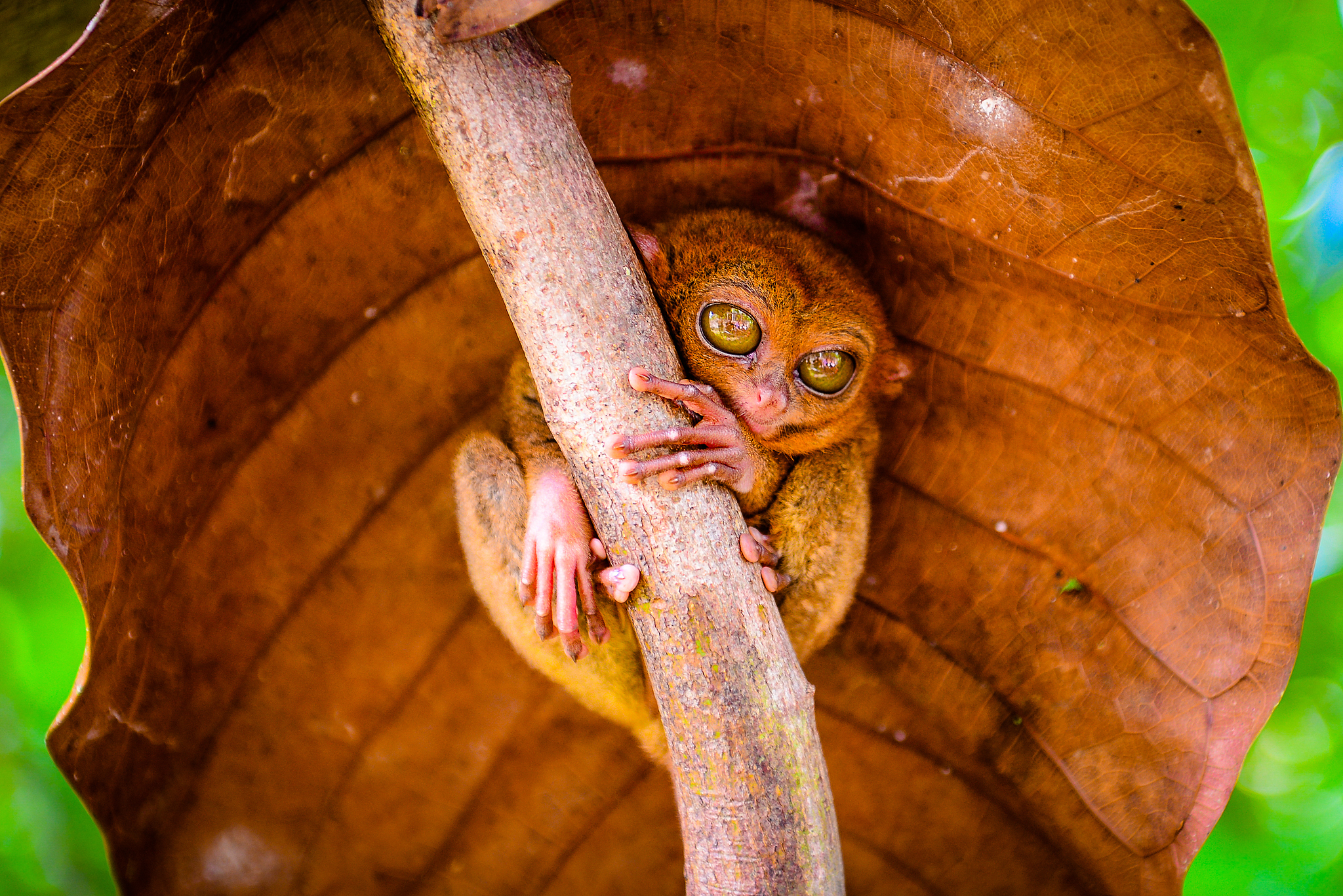 APEC Stories: Meet the Philippine tarsier, tiny resident of the rainforest