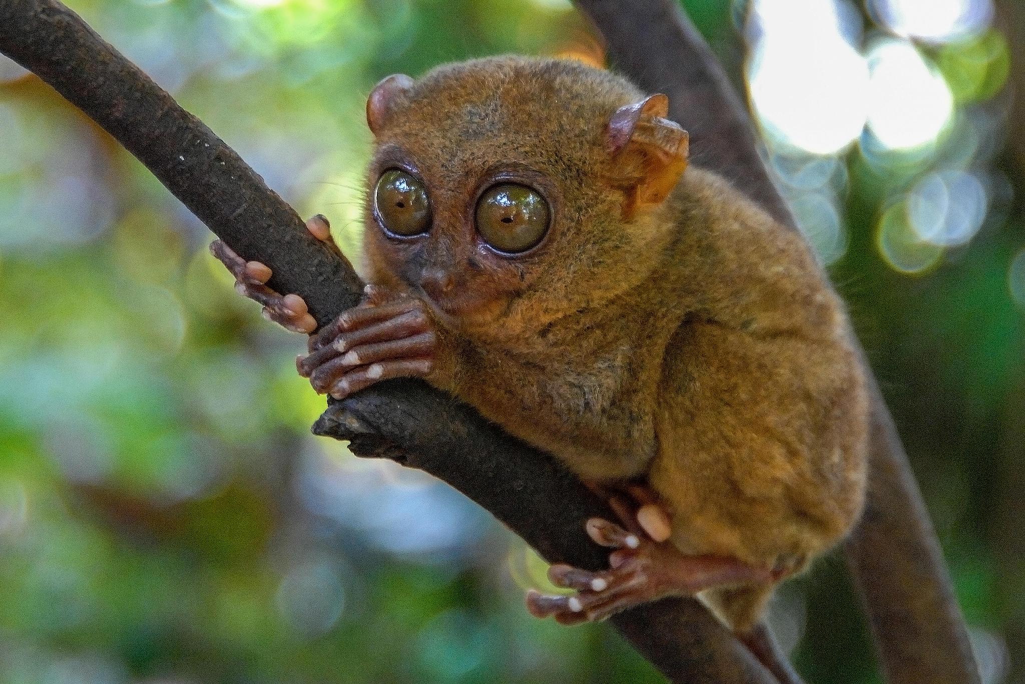 APEC Stories: Meet the Philippine tarsier, tiny resident of the rainforest