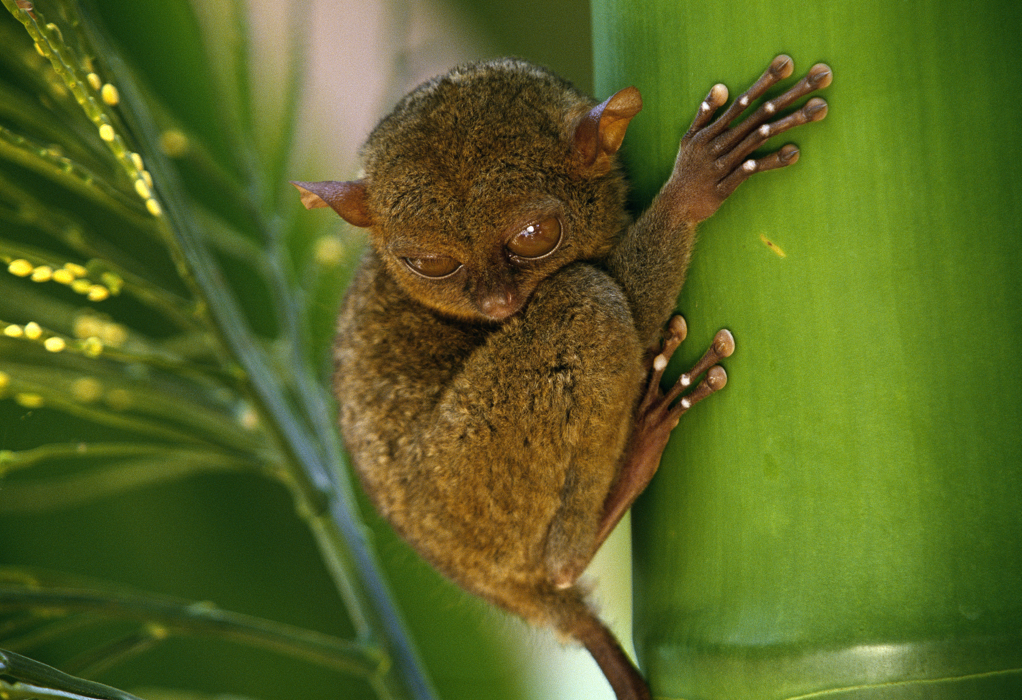 APEC Stories: Meet the Philippine tarsier, tiny resident of the rainforest