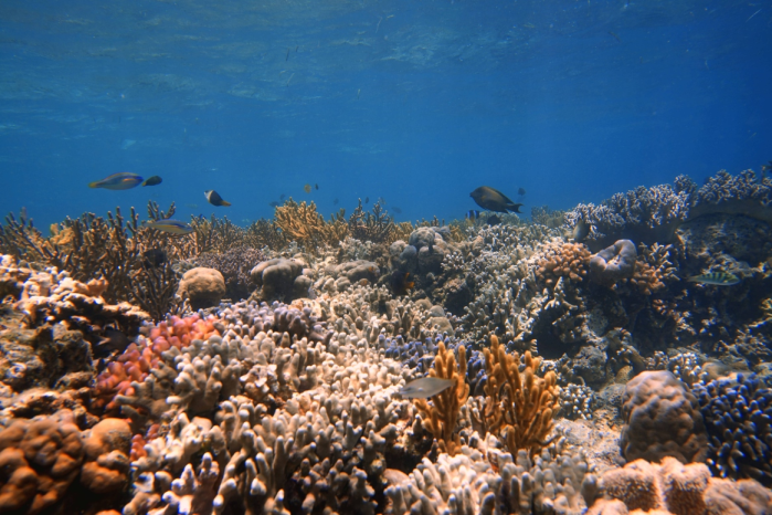 APEC Stories: Wakatobi National Park – A marine gem in Indonesia