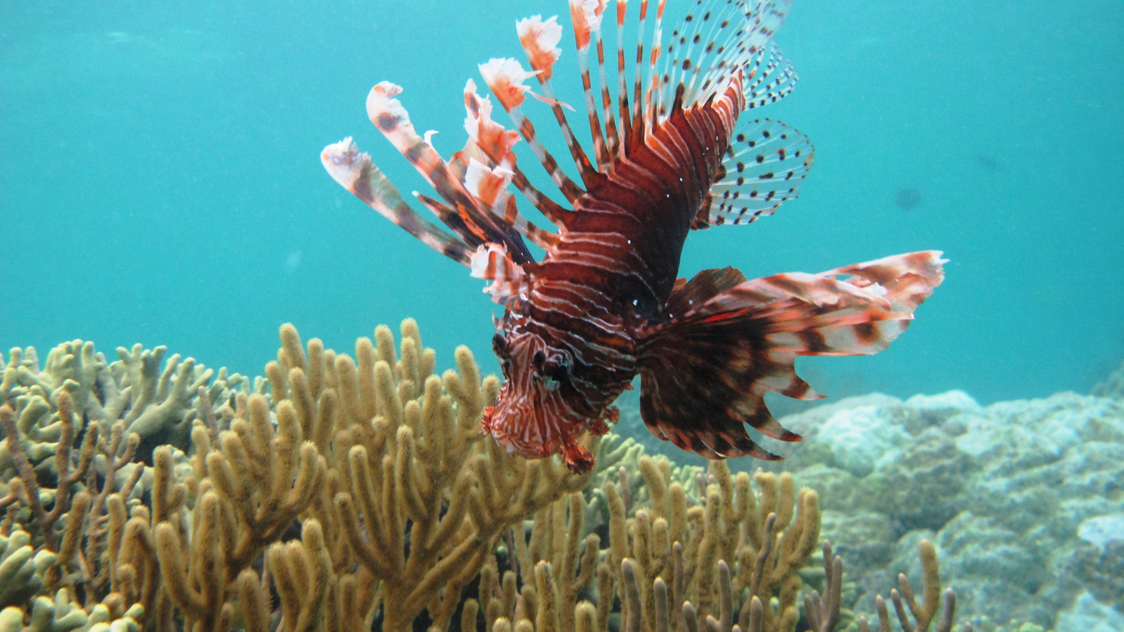 APEC Stories: Wakatobi National Park – A marine gem in Indonesia