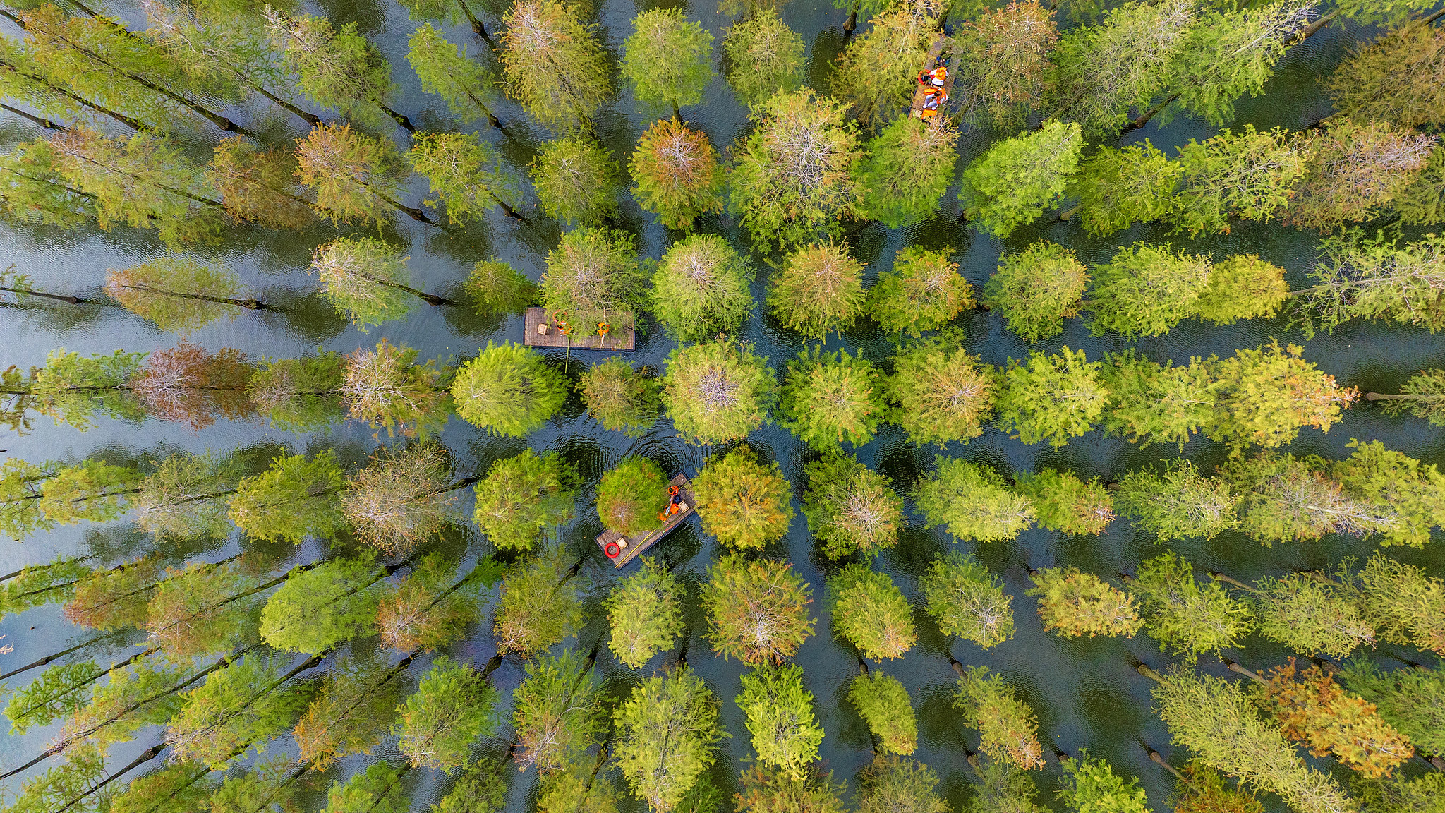 Dawn redwoods in Hongze Lake Wetland, Jiangsu Province, east China, October 8, 2025. /VCG