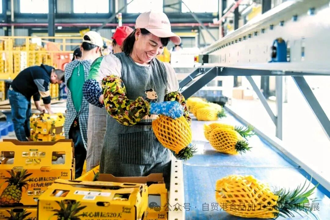 Farmers pack pineapples at a processing factory in Hainan. /Photo provided to CGTN